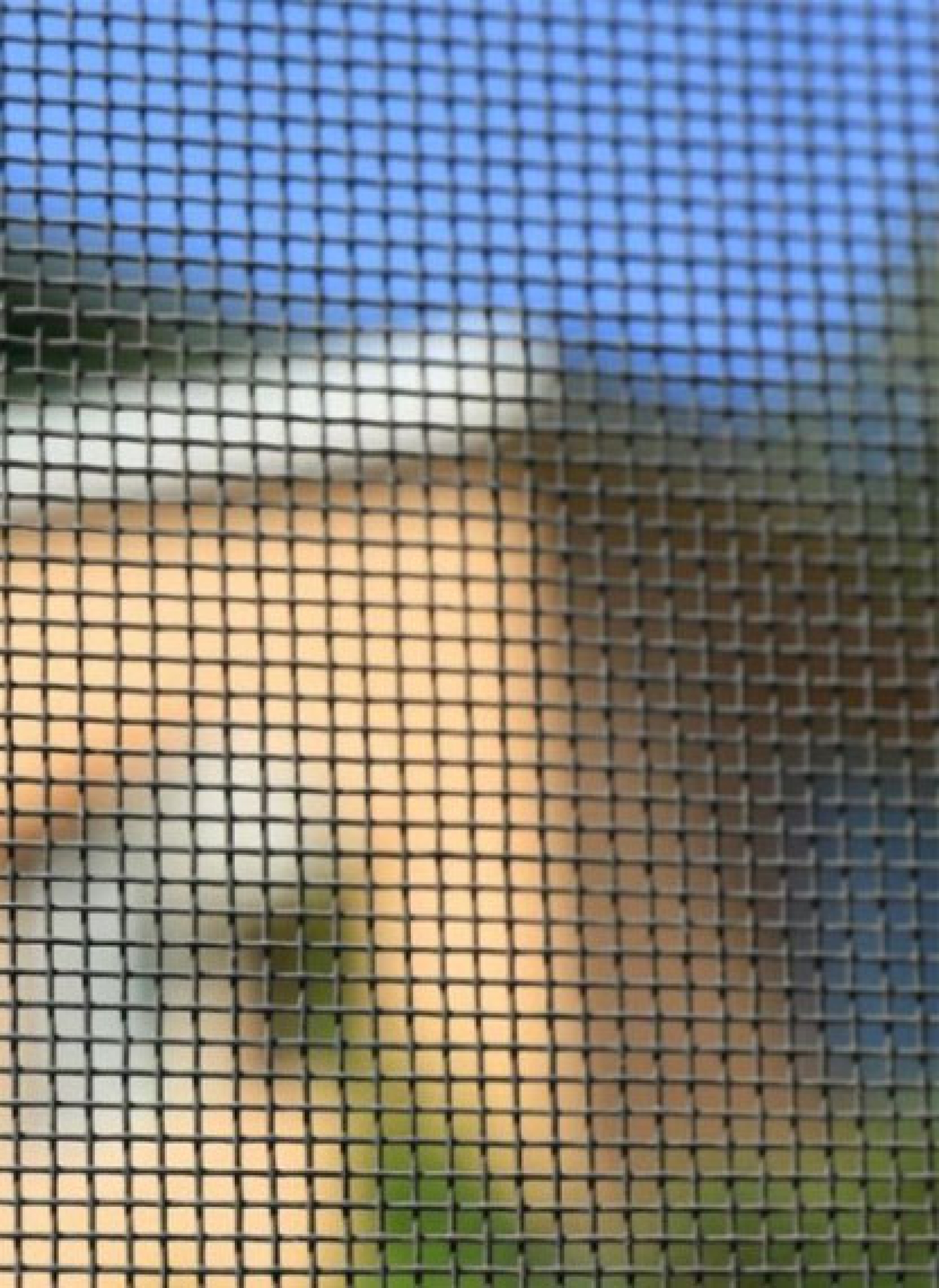 Mosquito nets - Roller mosquito nets
